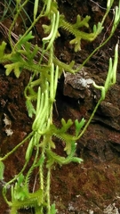 Lycopodium japonicum