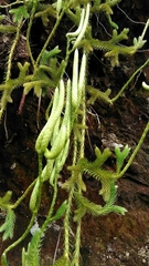 Lycopodium japonicum