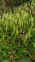Lycopodium japonicum