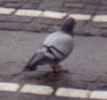 Columba livia domestica