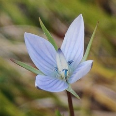 Lomatogonium rotatum