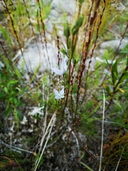 Lomatogonium rotatum