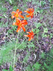 Lilium debile