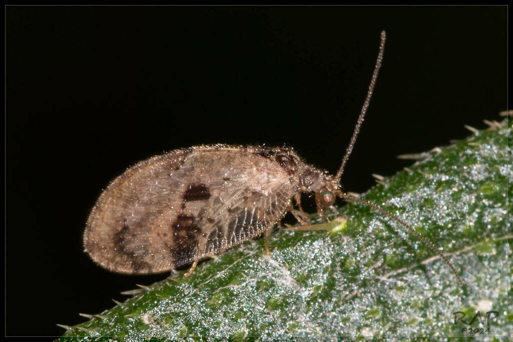 Megalomus impudicus