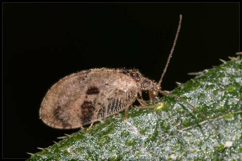 Megalomus impudicus