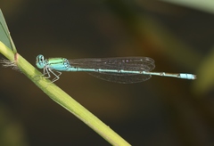 Pseudagrion decorum