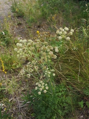Cnidium cnidiifolium