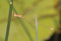 Lestes concinnus