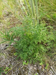 Cnidium cnidiifolium