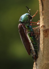 Sternocera chrysis