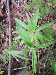 Lilium debile