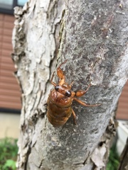 Graptopsaltria nigrofuscata