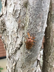 Graptopsaltria nigrofuscata