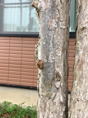 Graptopsaltria nigrofuscata