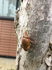 Graptopsaltria nigrofuscata