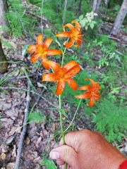Lilium debile