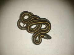 Thamnophis eques