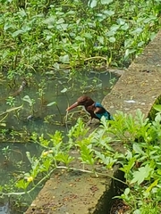 Halcyon smyrnensis