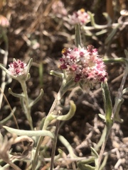 Helichrysum candolleanum