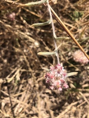 Helichrysum candolleanum