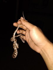 Boiga multomaculata