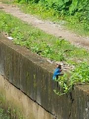 Halcyon smyrnensis