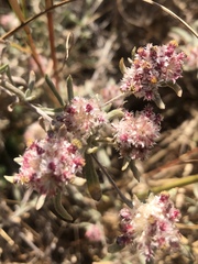 Helichrysum candolleanum