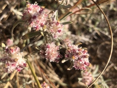 Helichrysum candolleanum