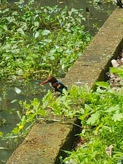 Halcyon smyrnensis