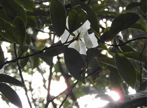 Magnolia maudiae iNat (2)