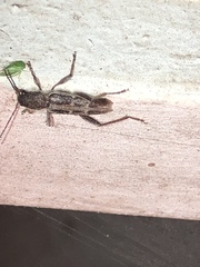 Xylotrechus sagittatus