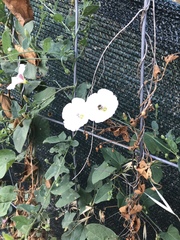 Convolvulus arvensis