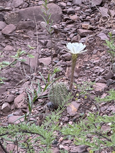 Echinopsis albispinosa, photograph 2
