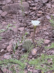 Echinopsis albispinosa, photograph (c) Rosario Douglas, some rights reserved (CC BY)