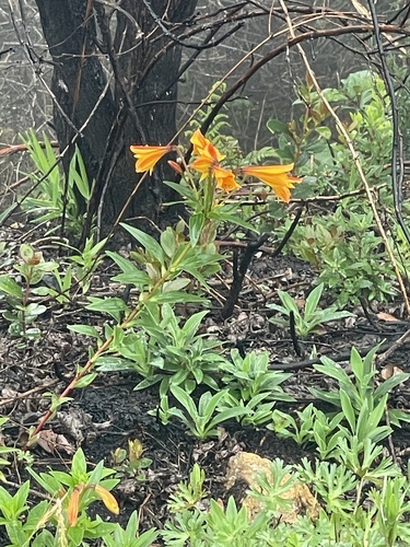 Alstroemeria foliosa (Alstroemeria foliosa)