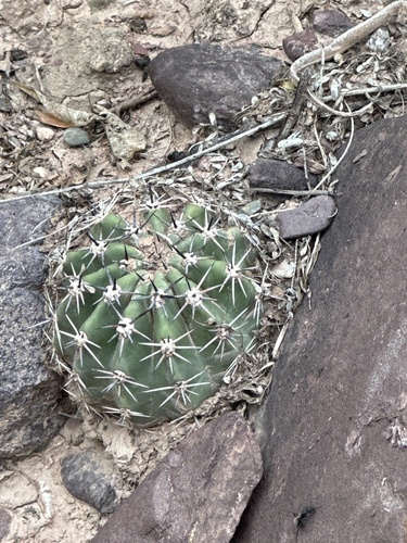 Echinopsis albispinosa, photograph 6