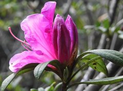Rhododendron × pulchrum