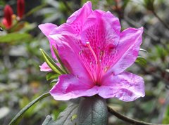 Rhododendron × pulchrum
