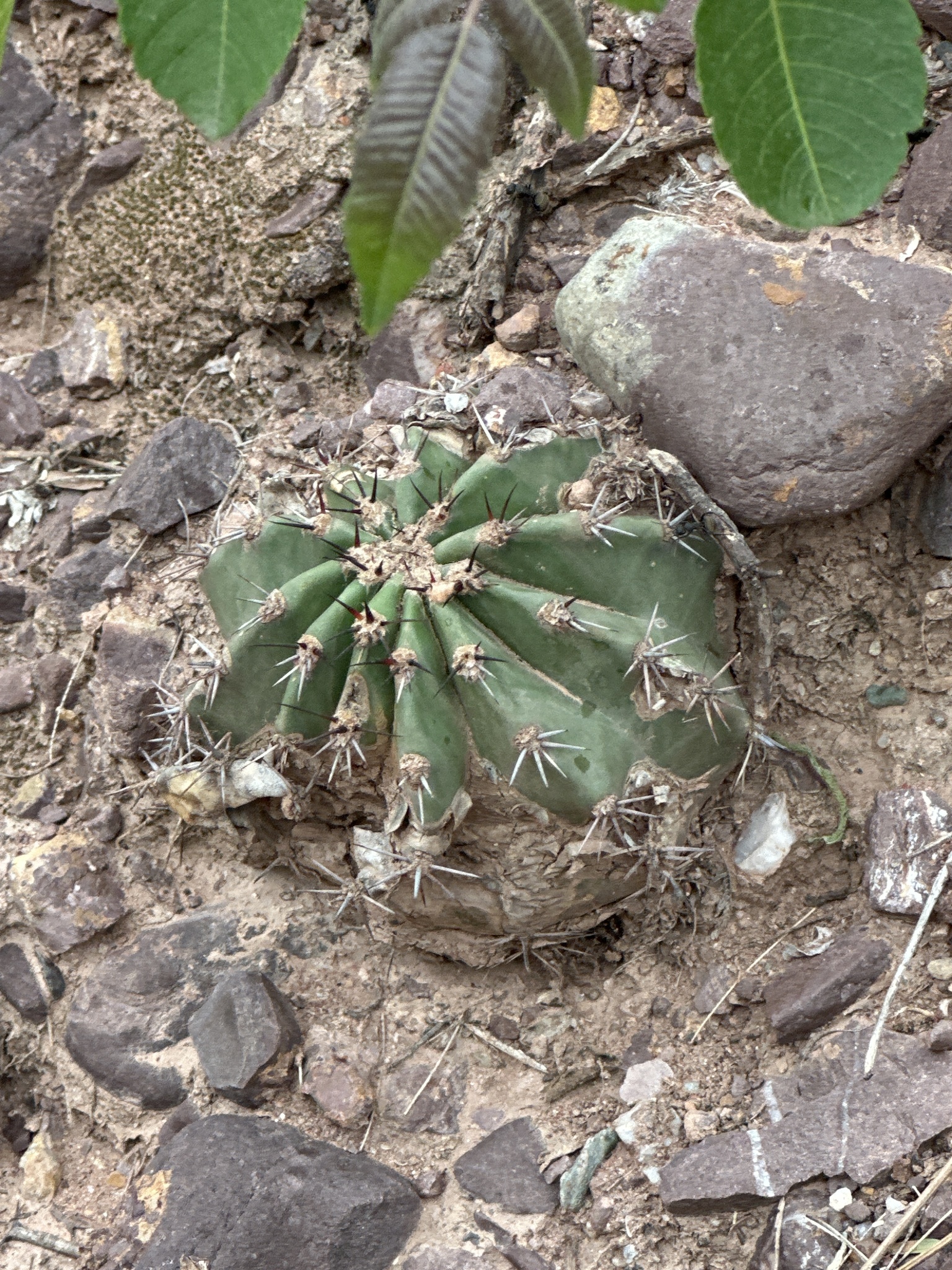White Spine Cactus (Echinopsis albispinosa)