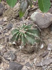 Echinopsis albispinosa, photograph (c) Rosario Douglas, some rights reserved (CC BY)
