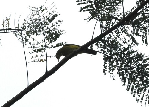 Golden Greenbul (Calyptocichla serinus), photo 8