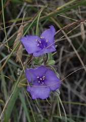 Tradescantia bracteata