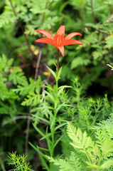 Lilium concolor partheneion