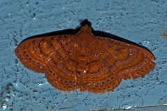 Homodes bracteigutta