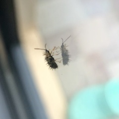 Dactylispa xanthospila