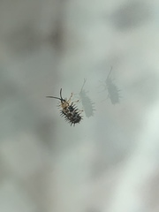 Dactylispa xanthospila