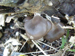 Pleurotus purpureo-olivaceus