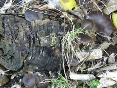 Pleurotus purpureo-olivaceus