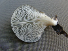 Pleurotus purpureo-olivaceus