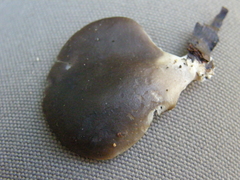 Pleurotus purpureo-olivaceus